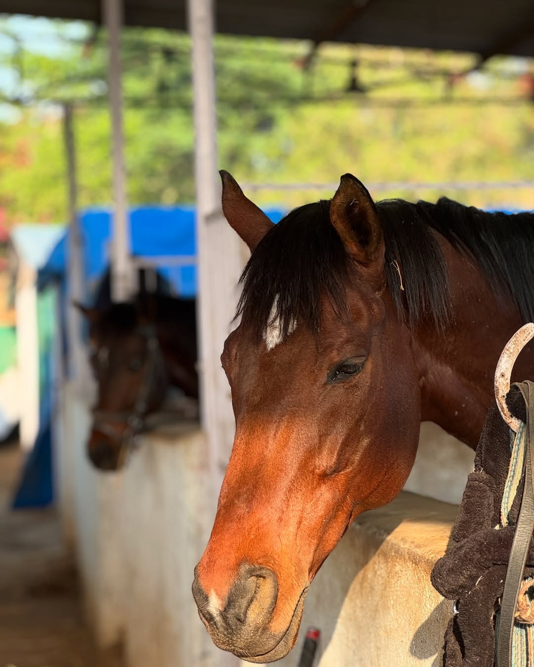 Saddle Up Sunday – Beginner Equestrian Clinic Image 1